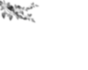 Natural palm branch shadow on transparent background. Tropical palm leaf shadow overlay effect. Realistic leaves shadow sunshade isolated on transparent backgrounds. Realistic tree branches shadow