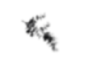 Natural palm branch shadow on transparent background. Tropical palm leaf shadow overlay effect. Realistic leaves shadow sunshade isolated on transparent backgrounds. Realistic tree branches shadow