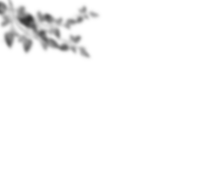 Natural palm branch shadow on transparent background. Tropical palm leaf shadow overlay effect. Realistic leaves shadow sunshade isolated on transparent backgrounds. Realistic tree branches shadow