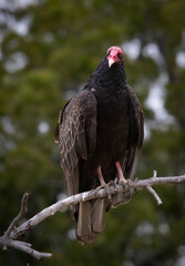 A Turkey Vulture roosting in a tree.