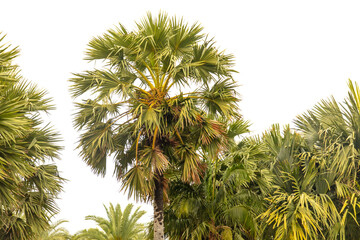 Green palm branch isolated on white background