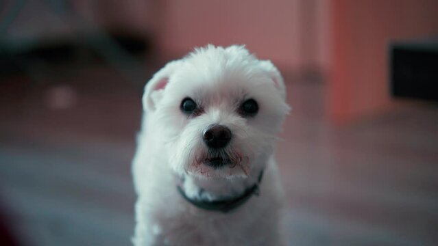 Cute little white Maltese Dog looking at a camera close up