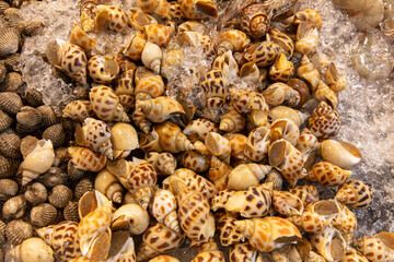 Seashells on a market counter