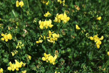 Obraz premium Close up of birds foot trefoil (lotus corniculatus) flowers in bloom