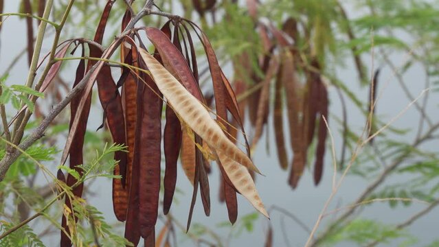 Jumbay (pearl wattle or leucaena leucocephala) plant in slight breeze