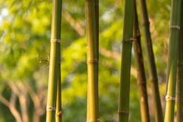 Obraz premium Bamboo grows in the tropics. Nature