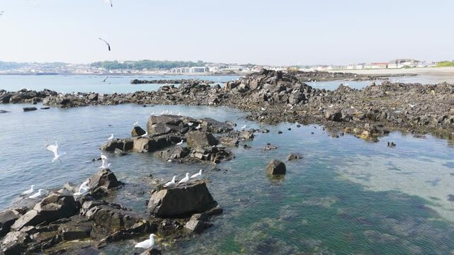 Seagulls taking flight over rockpool on shoreline on bright sunny day