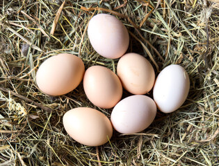 Chicken eggs in a straw nest