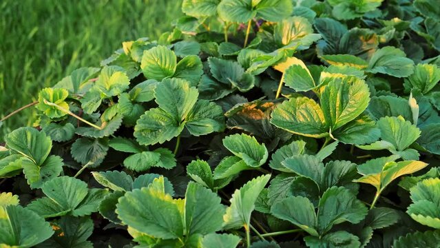 Lots of strawberry bushes with mustache in a high wooden bed in sunny evening light. Cultivated daughter plants. Leaves background close-up. Home gardening. Green healthy garden. High quality 4k