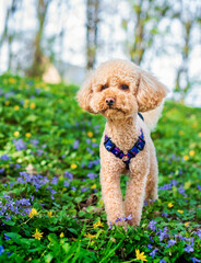 Toy poodle dog stands in flowers in the park. Dog walking. The dog has a leash from Waudog. The photo is blurred