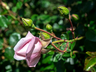 Blooming pink rose on a green leaves background