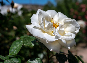 Blooming white rose on a green leaves background