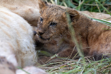 a lion cub suckling its mother