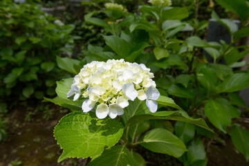 咲き始めの紫陽花