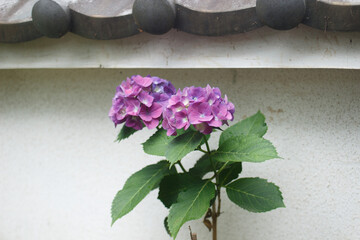 壁の前に咲く紫陽花