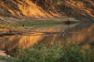 Galahs on a dead branch in the Murray River