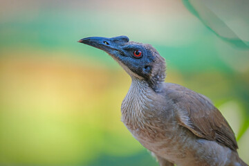 Closeup of a Helmeted friarbird on blurry background