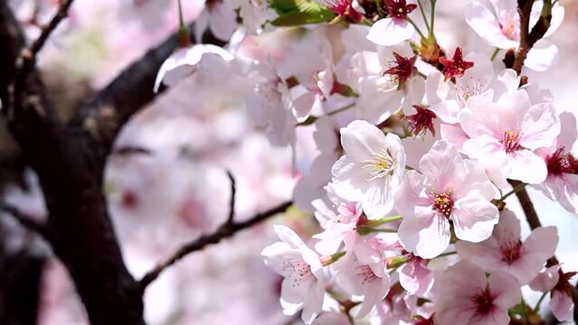 Cherry blossoms in full bloom in the warm spring sunlight. Japanese cherry,&nbsp;Sakura