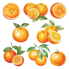 Oranges Watercolor Vector