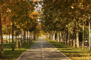 Fototapeta premium bike path in autumn park