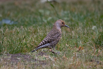 A California Flicker looks for food in the grass