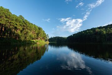 Obraz premium Pang-ung, pine forest park , Mae Hong Son, North of Thailand, forest background. Concept Travel