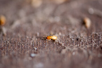 Close up of Termites Eating wood, (Termite damage house)