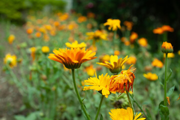 Meri gold, Tagetes erecta beautiful yellow flowers