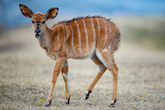 baby nyala in the kruger