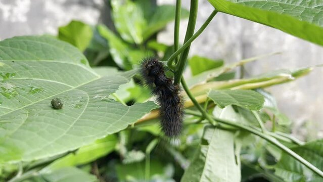 Footage of caterpillar sticks to green leaf in wild forest. Insect macro - Butterfly larva.