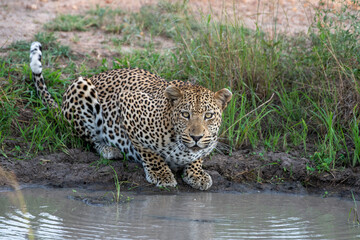 leopard at the waterhole in the kruger