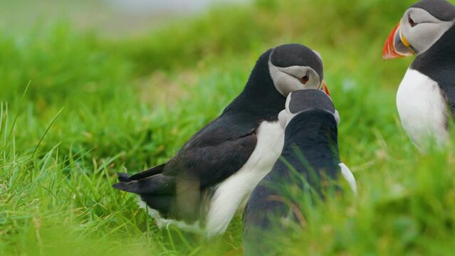Group of Cute Playful Puffin Birds Perched in Green Grass SLOMO