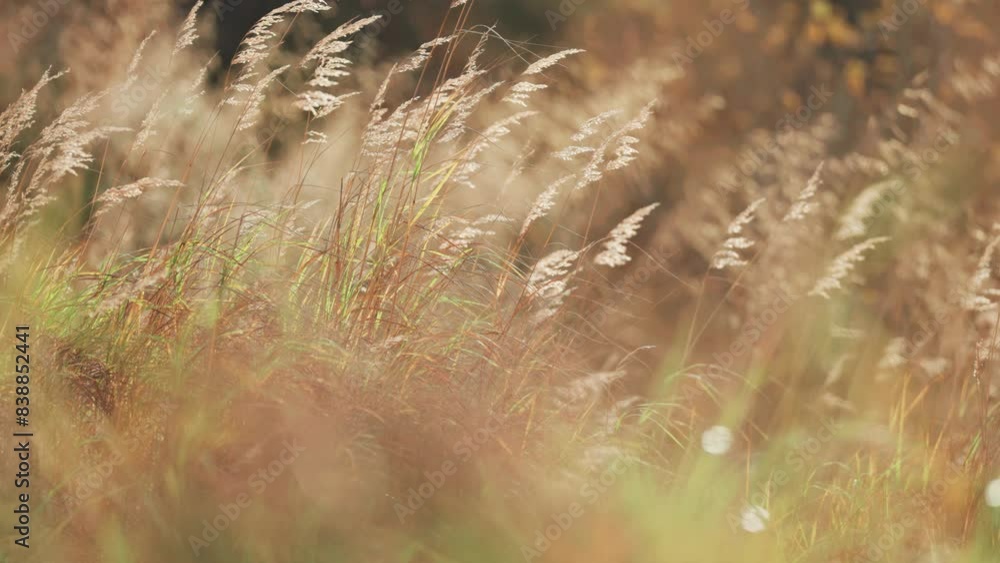 Poster dry ears of grass sway softly in the light breeze. parallax video, bokeh background.