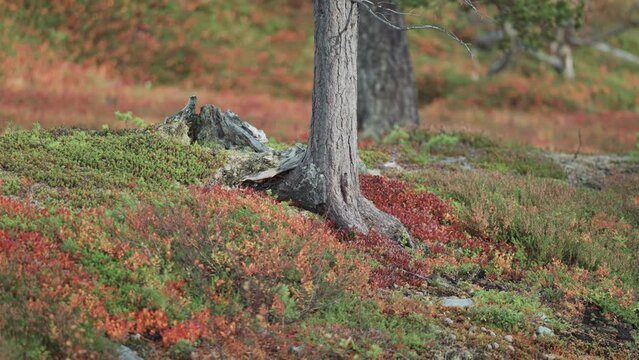 Dry pine tree trunk surrounded by the colorful tundra undergrowth.