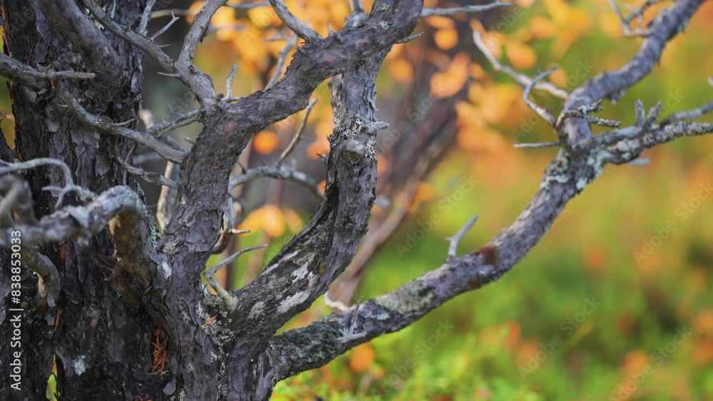 Poster gnarled and twisted branches of the dead tree in the colorful autumn landscape. close-up parallax sh