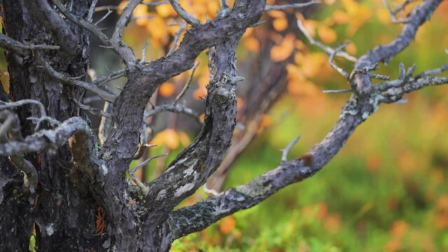 Gnarled and twisted branches of the dead tree in the colorful autumn landscape. Close-up parallax shot, bokeh background.