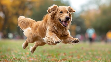 Golden Retriever Leaping Through Autumn Leaves