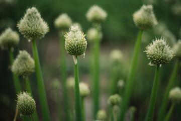 blooming onion flower in the garden