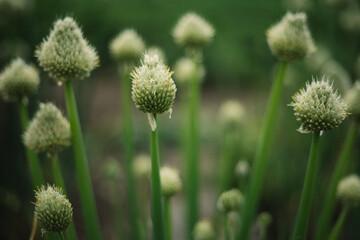 blooming onion flower in the garden