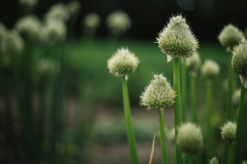 Obraz premium blooming onion flower in the garden