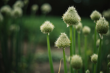 blooming onion flower in the garden