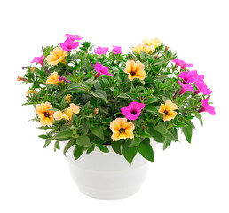 Bouquet of flowers petunia in a pot.