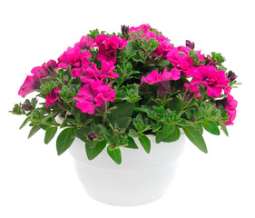 Bouquet of flowers petunia in a pot.