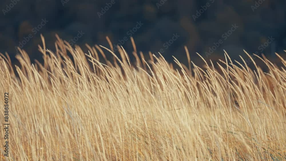 Poster golden eas of dry grass sway softly in the wind. parallax shot, bokeh background.