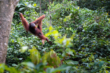 Sepilok orangutan at a rehabilitation centre in Sabah, Malaysia