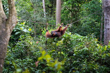 Sepilok orangutan at a rehabilitation centre in Sabah, Malaysia