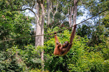 Sepilok orangutan at a rehabilitation centre in Sabah, Malaysia © Wirestock