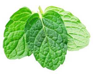 Green fresh peppermint leaves or spearmint leaves isolated on white background. Full depth of field. File contains clipping path.