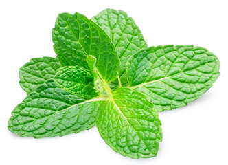 Green fresh top of peppermint or spearmint isolated on white background. Full depth of field. Clipping path.