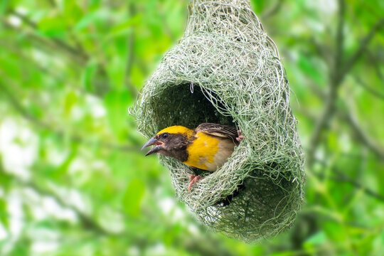Baya weaver bird (male) building its nest in full swing. The bright yellow colour makes this bird attractive and eye catching.